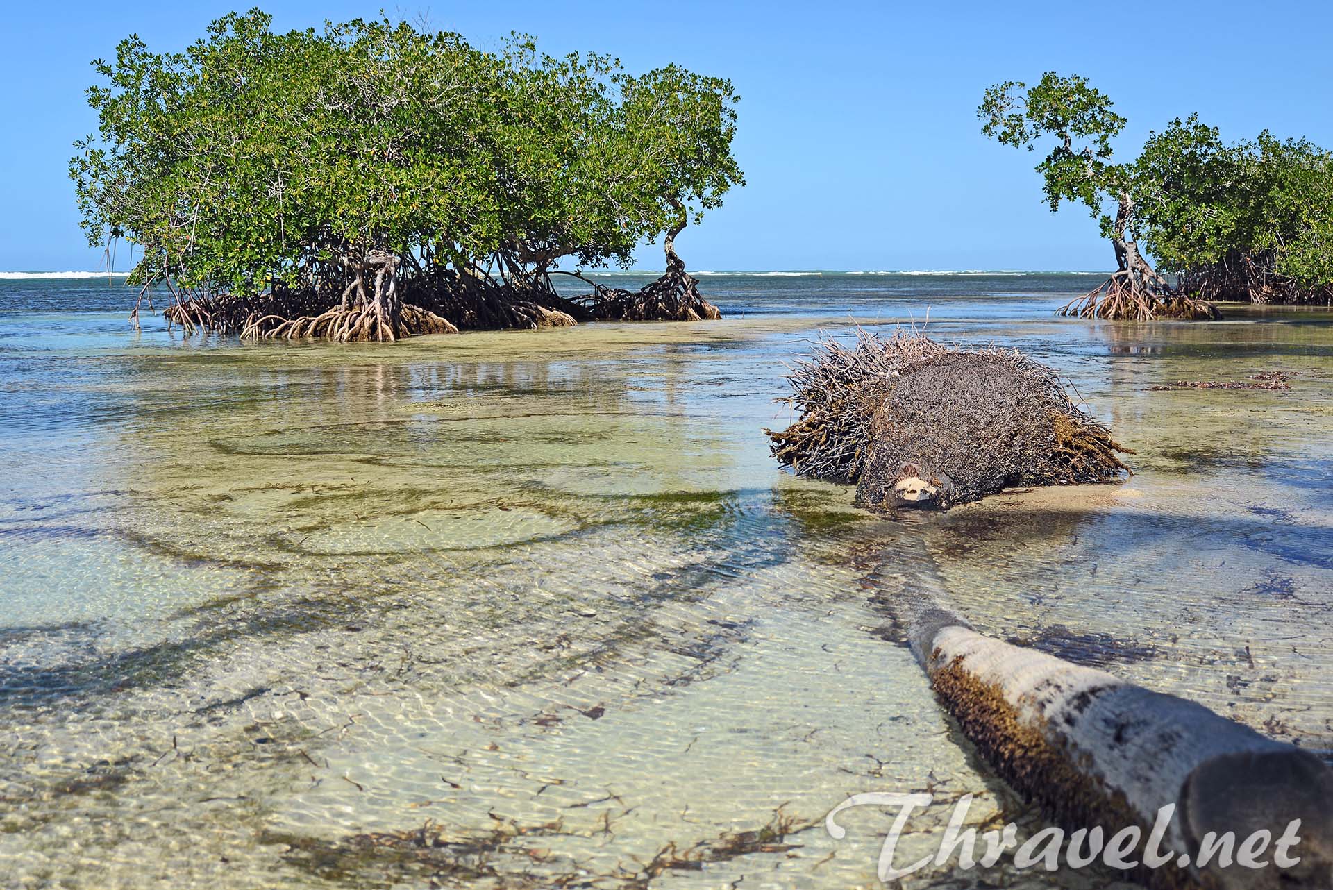 samana-mangrove-trees-on-the-beach