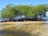 mangrove-trees-photo