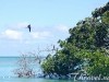 sian-ka-an-tropical-birds-photo